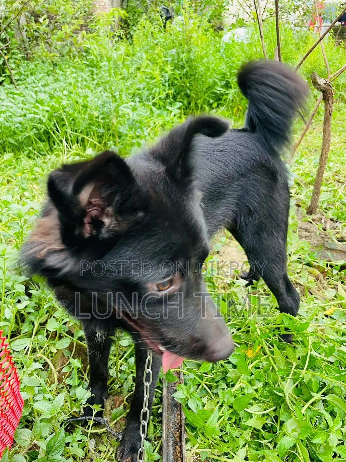 6-12 months Male Mixed Breed Schipperke