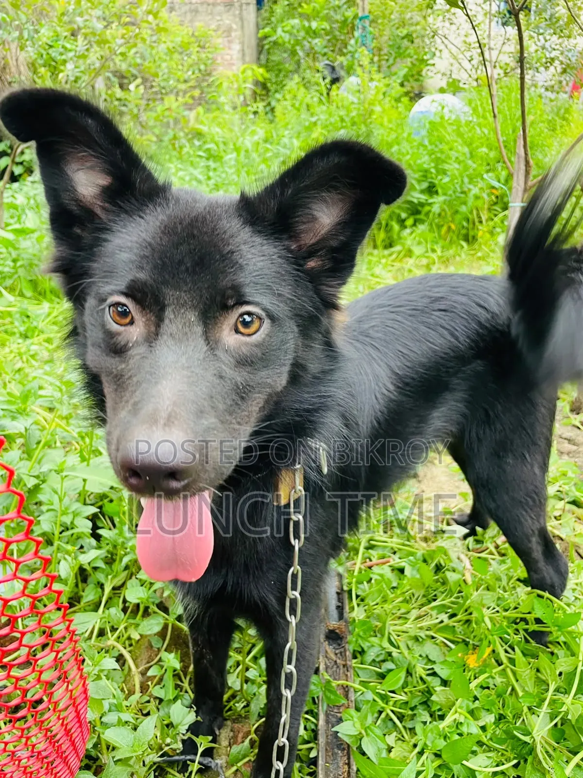 6-12 months Male Mixed Breed Schipperke