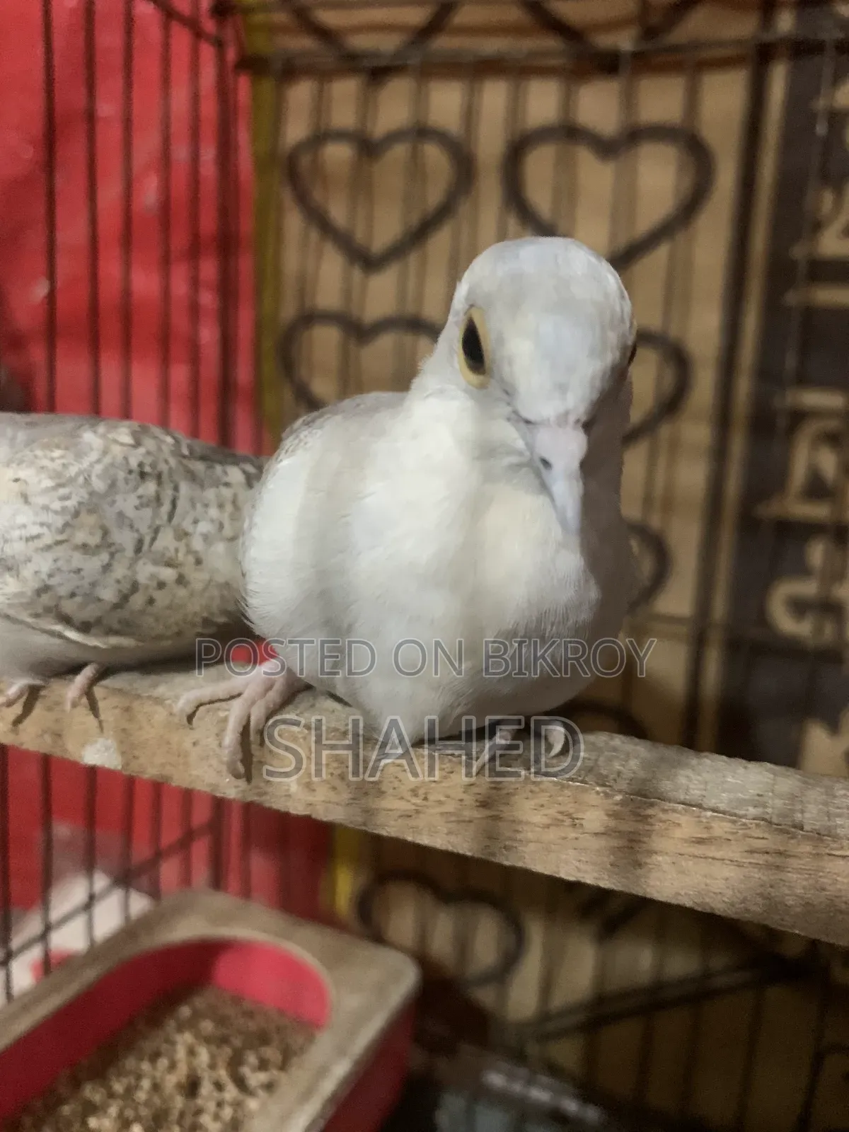 Diamond Dove