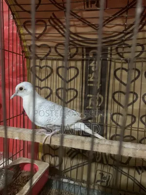 Diamond Dove