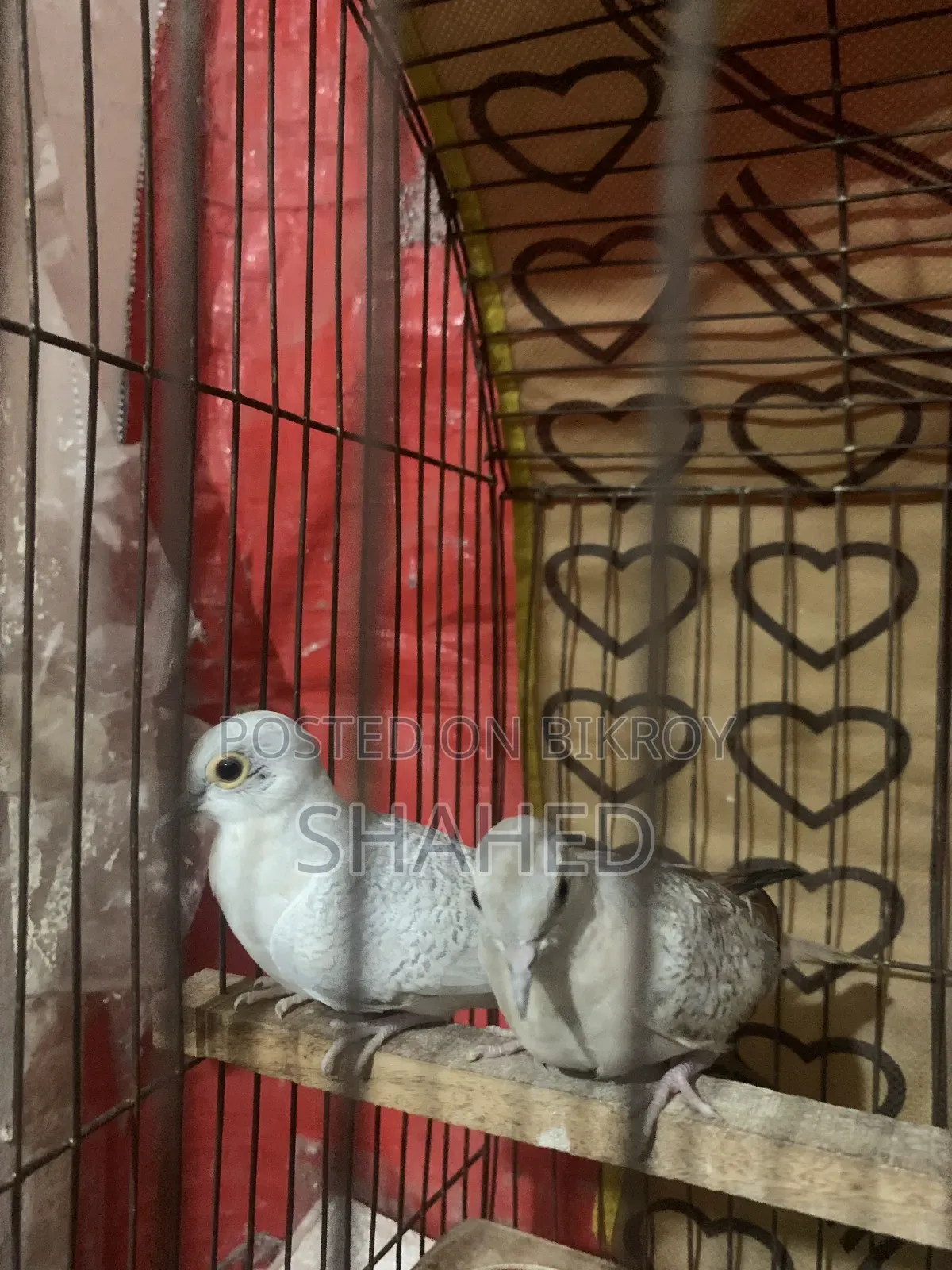 Diamond Dove