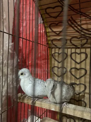 Diamond Dove
