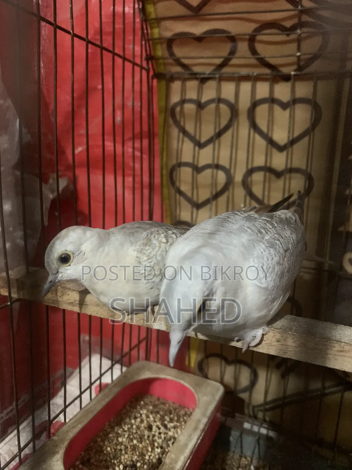 Diamond Dove