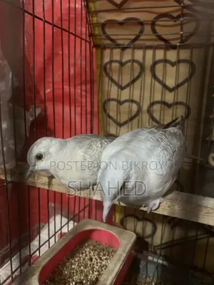 Diamond Dove