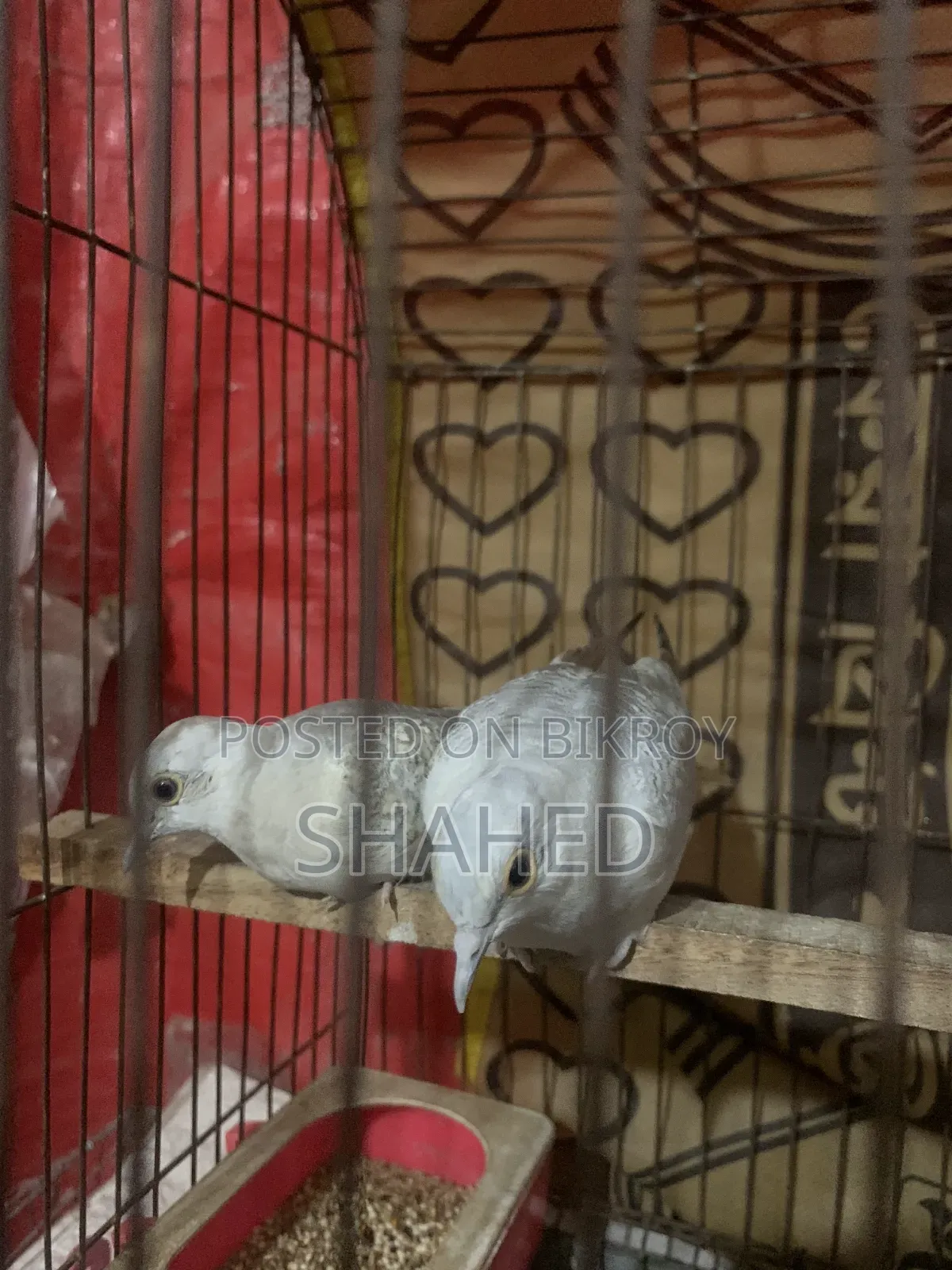 Diamond Dove