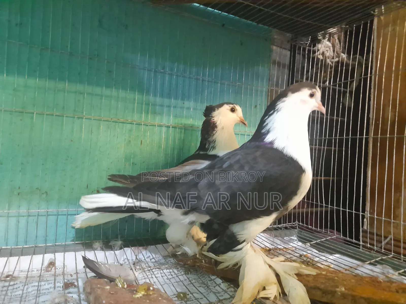 লাহোর জোরা টা বিক্রি করা হবে