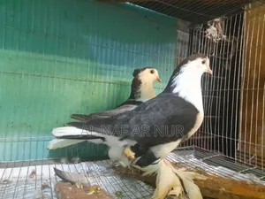 লাহোর জোরা টা বিক্রি করা হবে