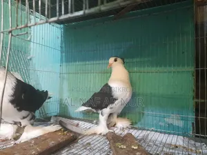 লাহোর জোরা টা বিক্রি করা হবে