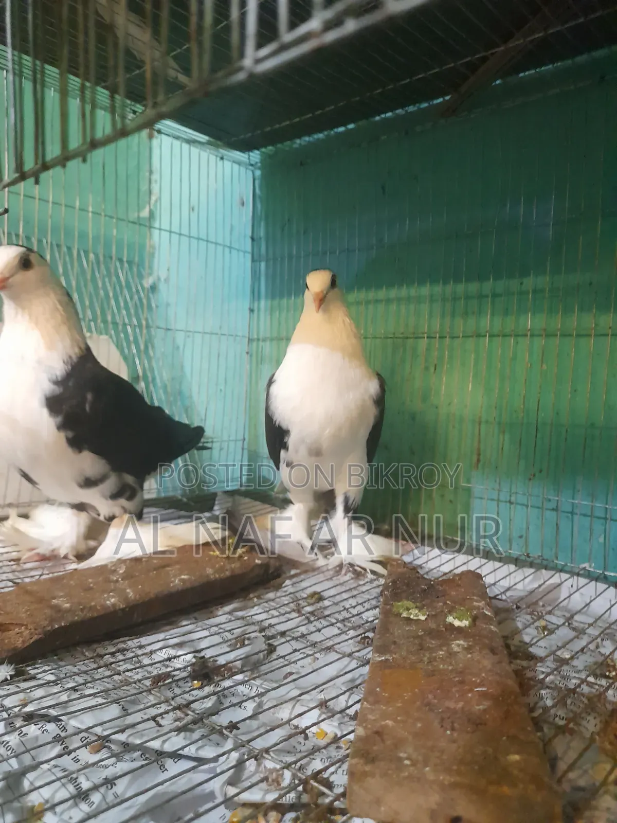 লাহোর জোরা টা বিক্রি করা হবে