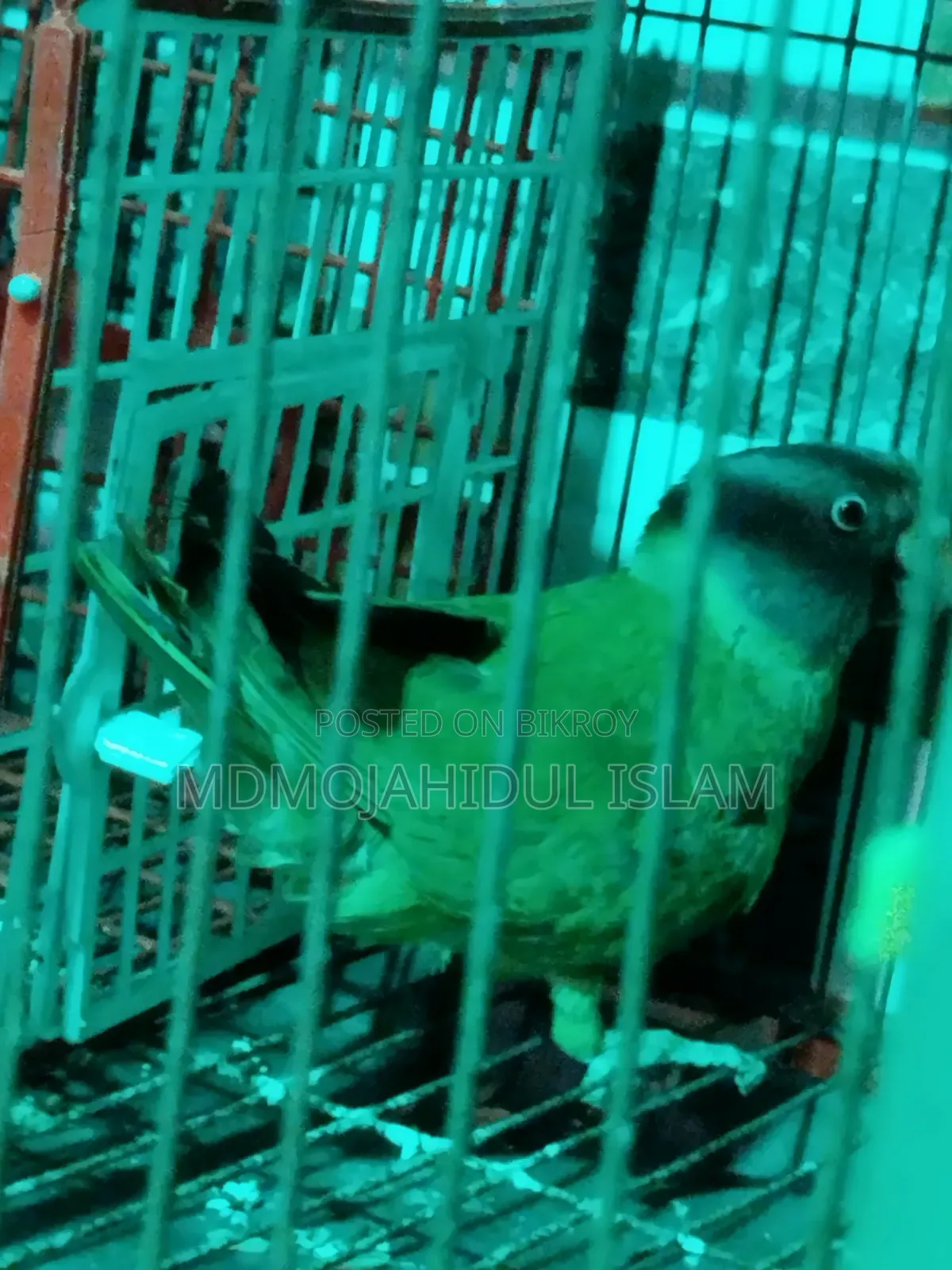 হিরামন টিয়া