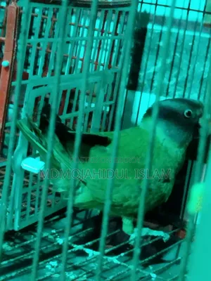 হিরামন টিয়া