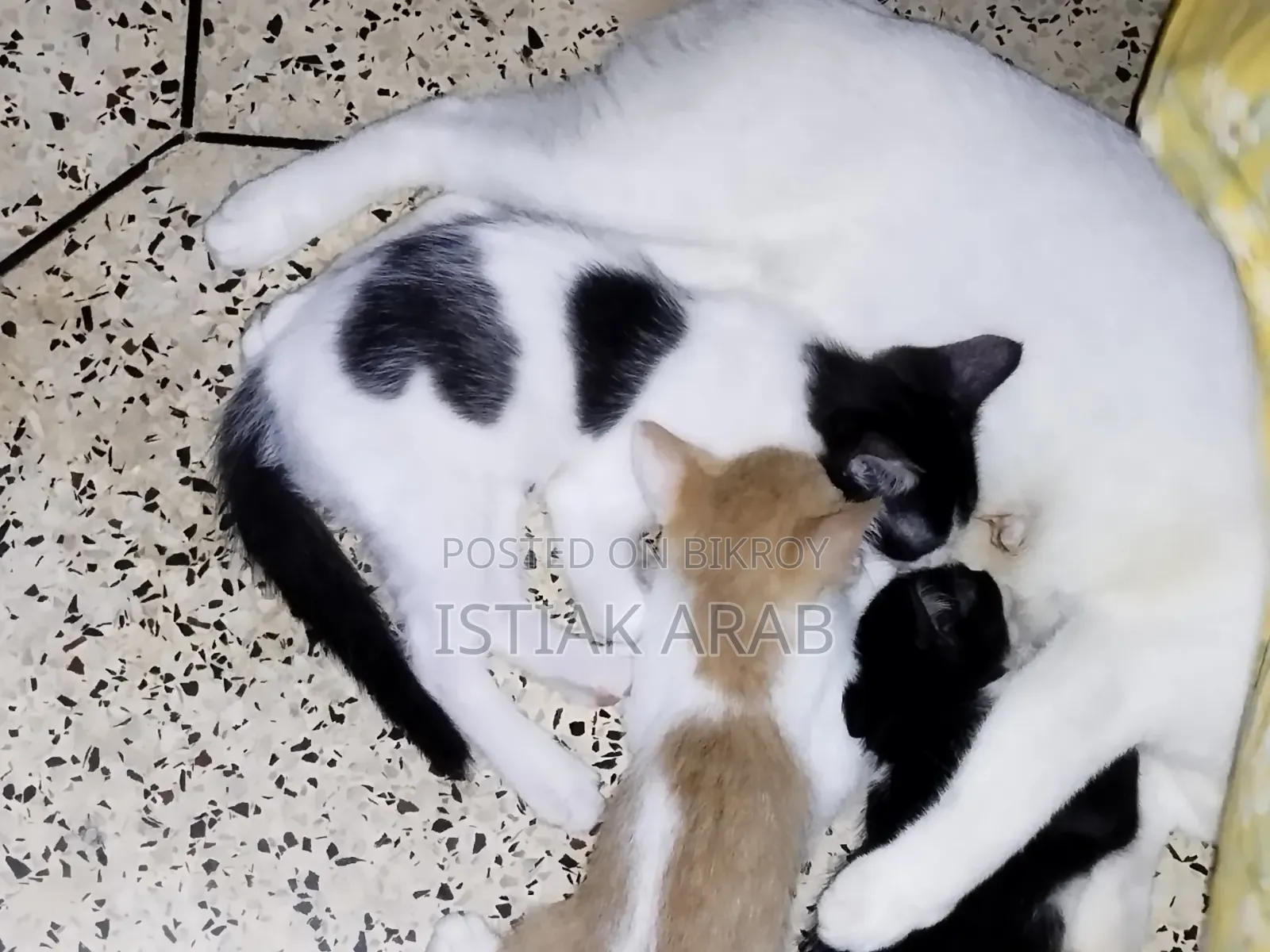 1-3 months Male Mixed Breed Bengal