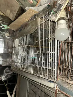 ২৪ × ২৪ খাচা ৩ টা মোটা লোহা