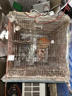 ২৪ × ২৪ খাচা ৩ টা মোটা লোহা