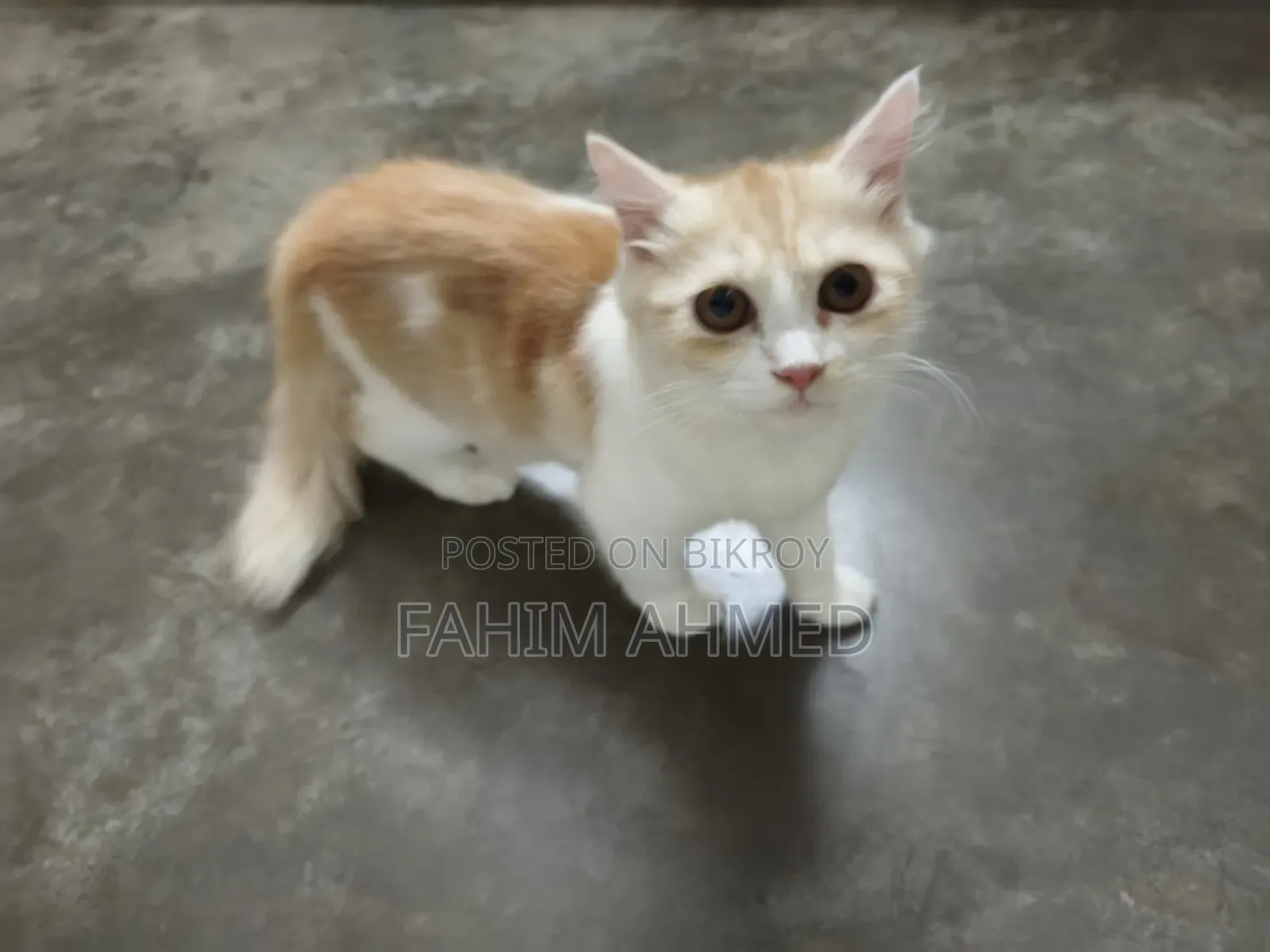 3-6 months Female Purebred Persian