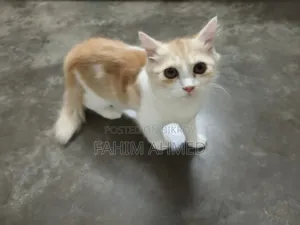 3-6 months Female Purebred Persian