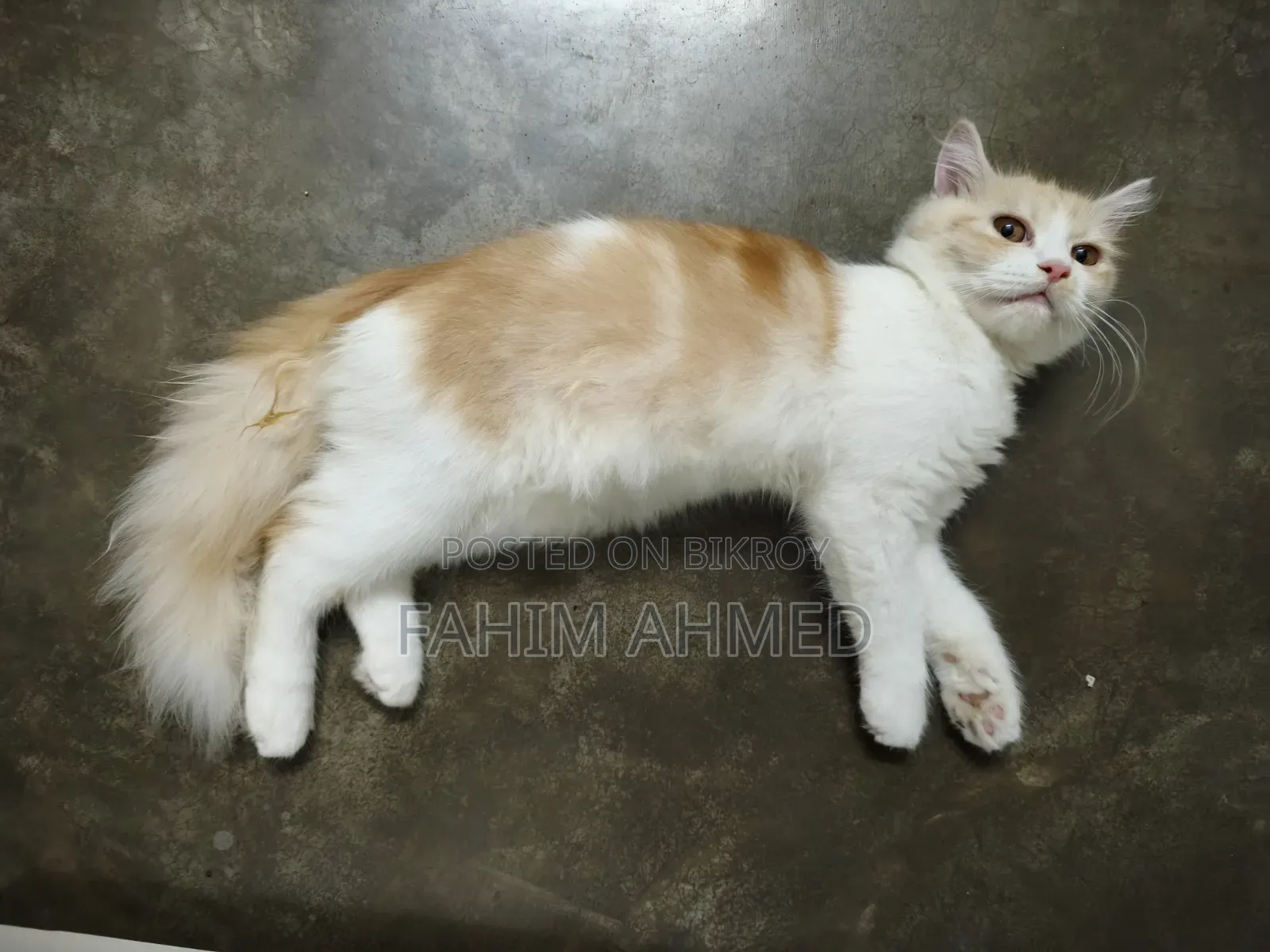 3-6 months Female Purebred Persian