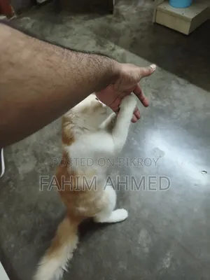 3-6 months Female Purebred Persian