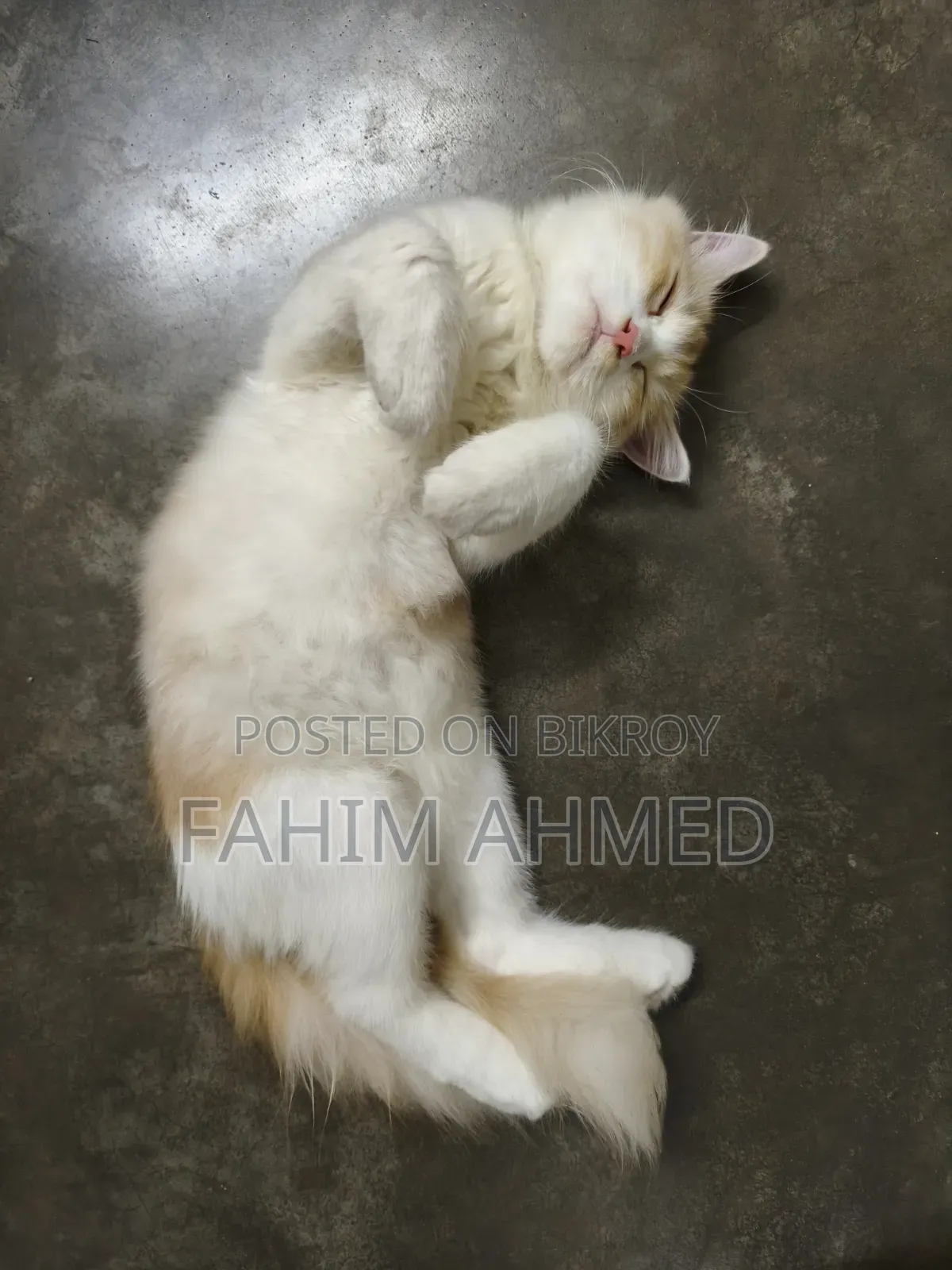 3-6 months Female Purebred Persian
