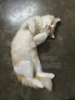 3-6 months Female Purebred Persian