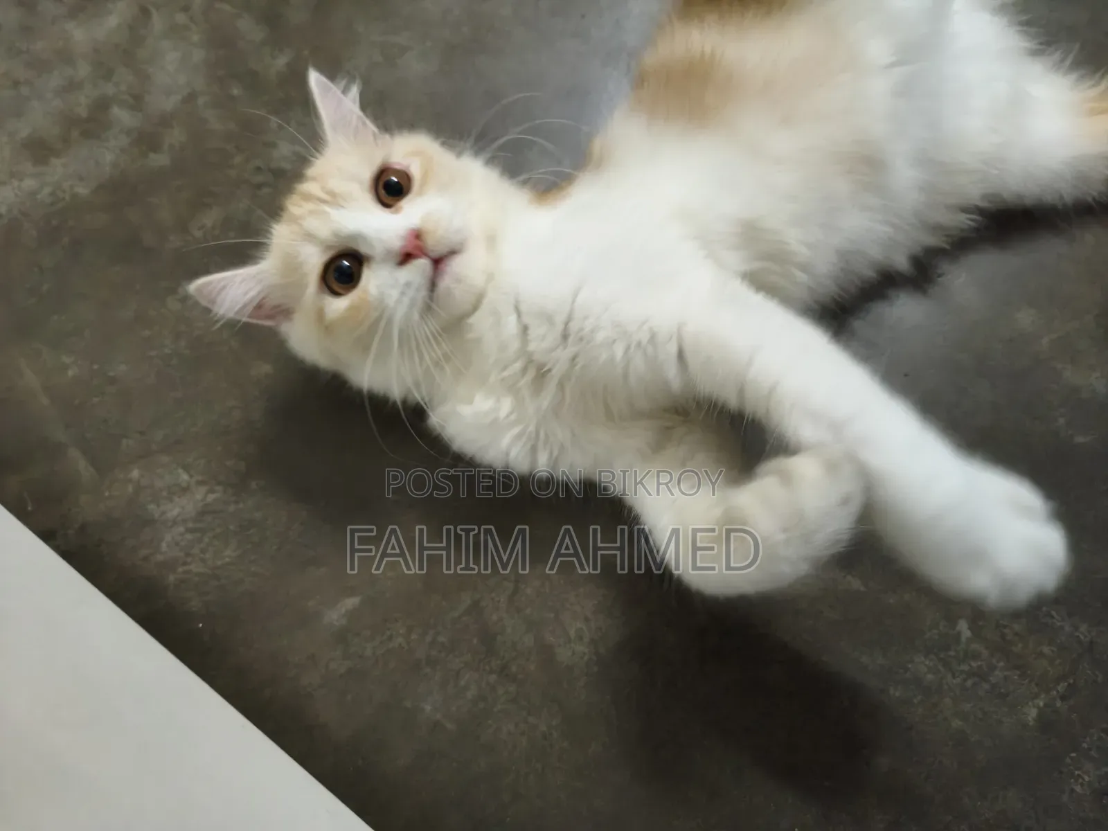 3-6 months Female Purebred Persian