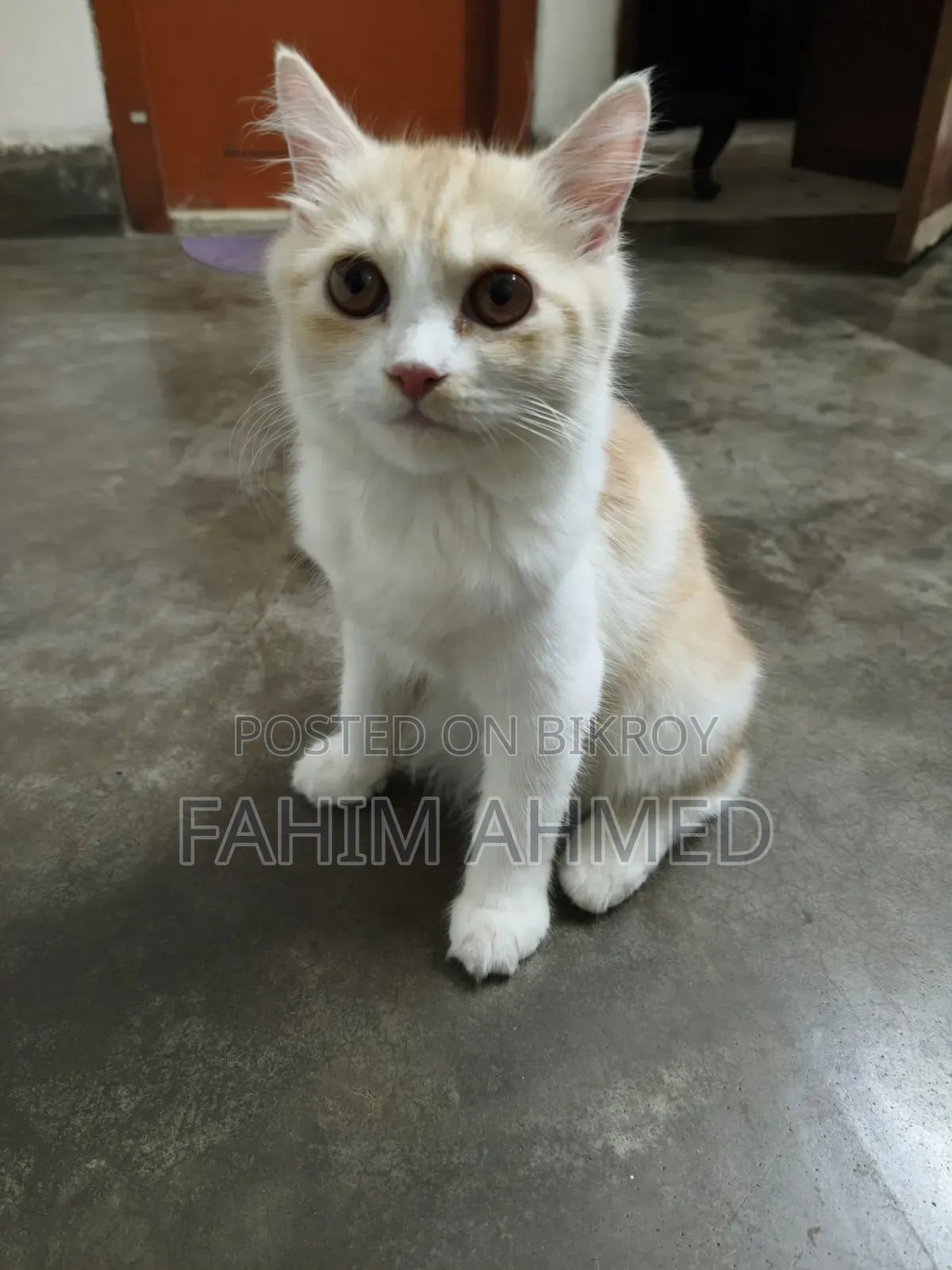 3-6 months Female Purebred Persian