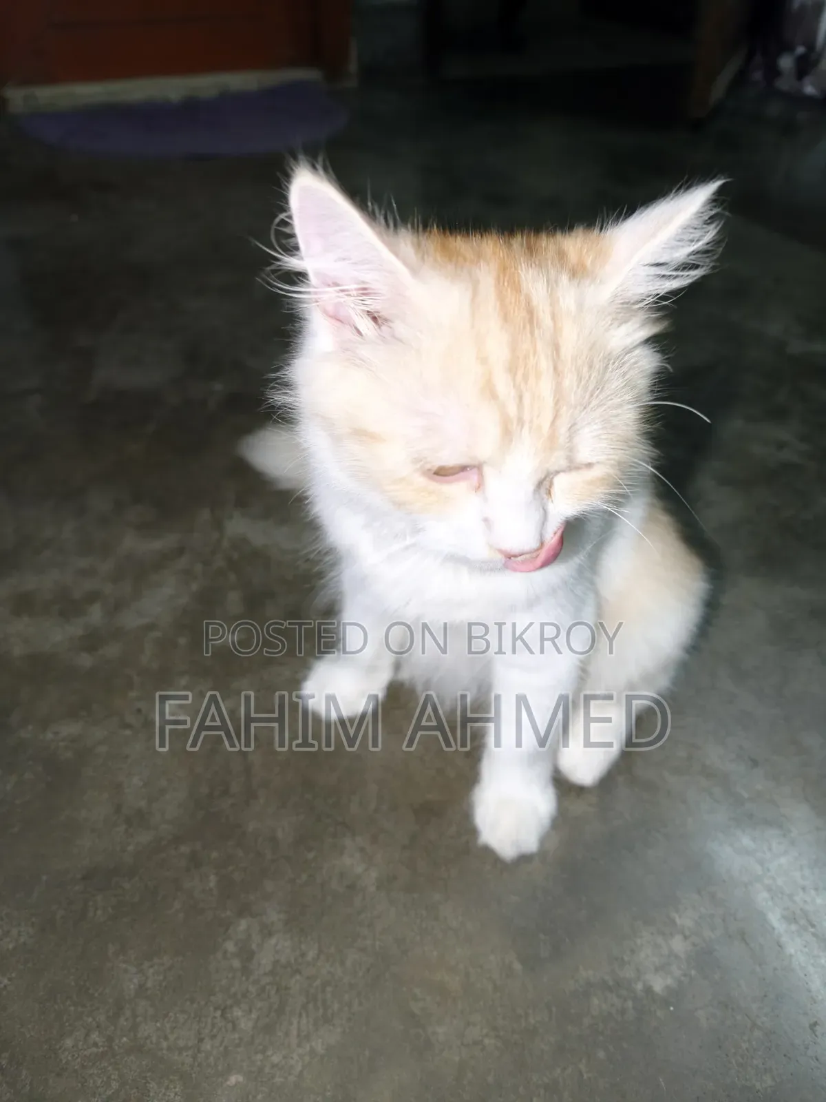 3-6 months Female Purebred Persian