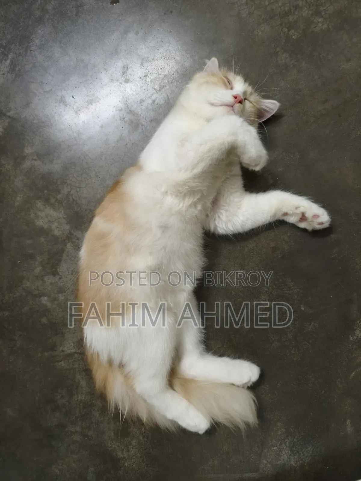 3-6 months Female Purebred Persian