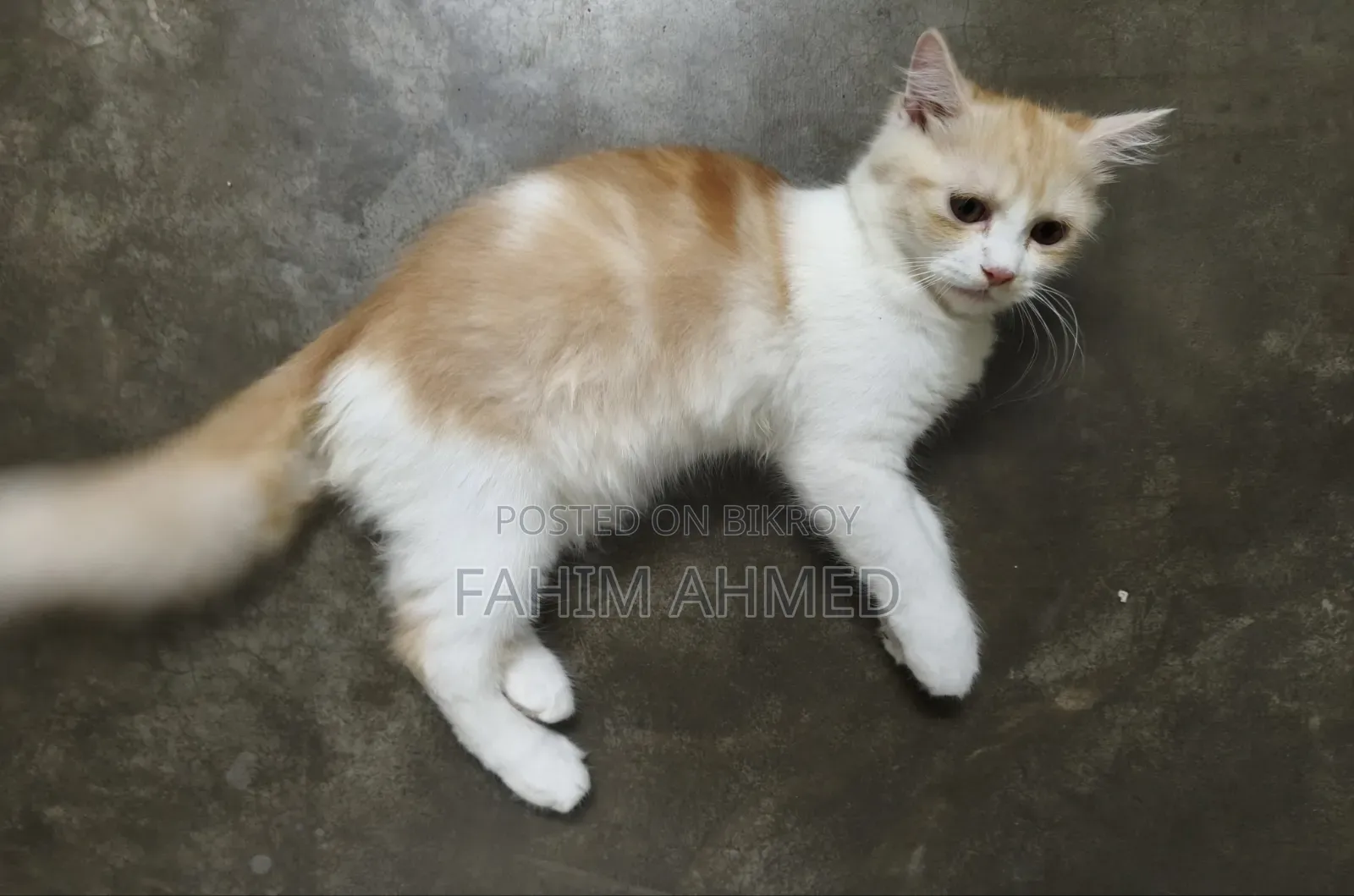 3-6 months Female Purebred Persian