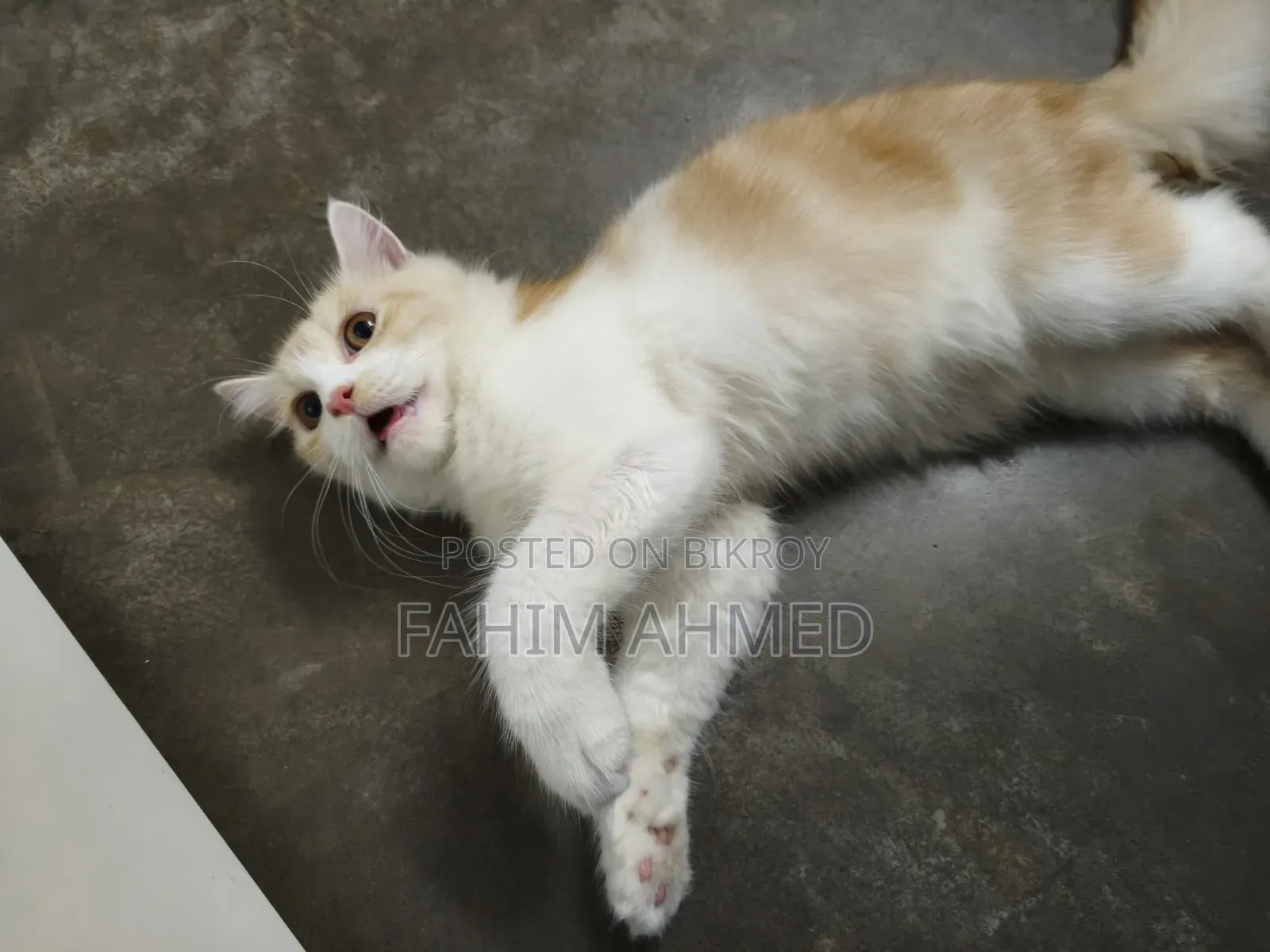 3-6 months Female Purebred Persian