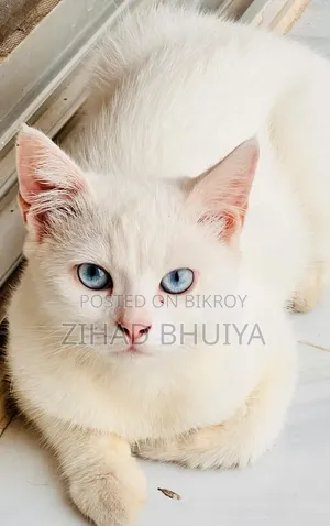 1+ year Male Mixed Breed Tabby