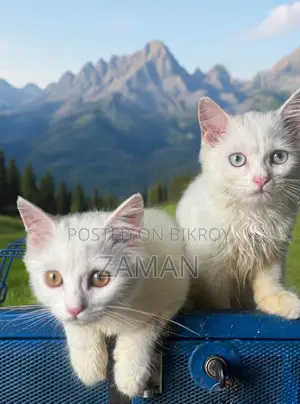 3-6 months Female Purebred Persian