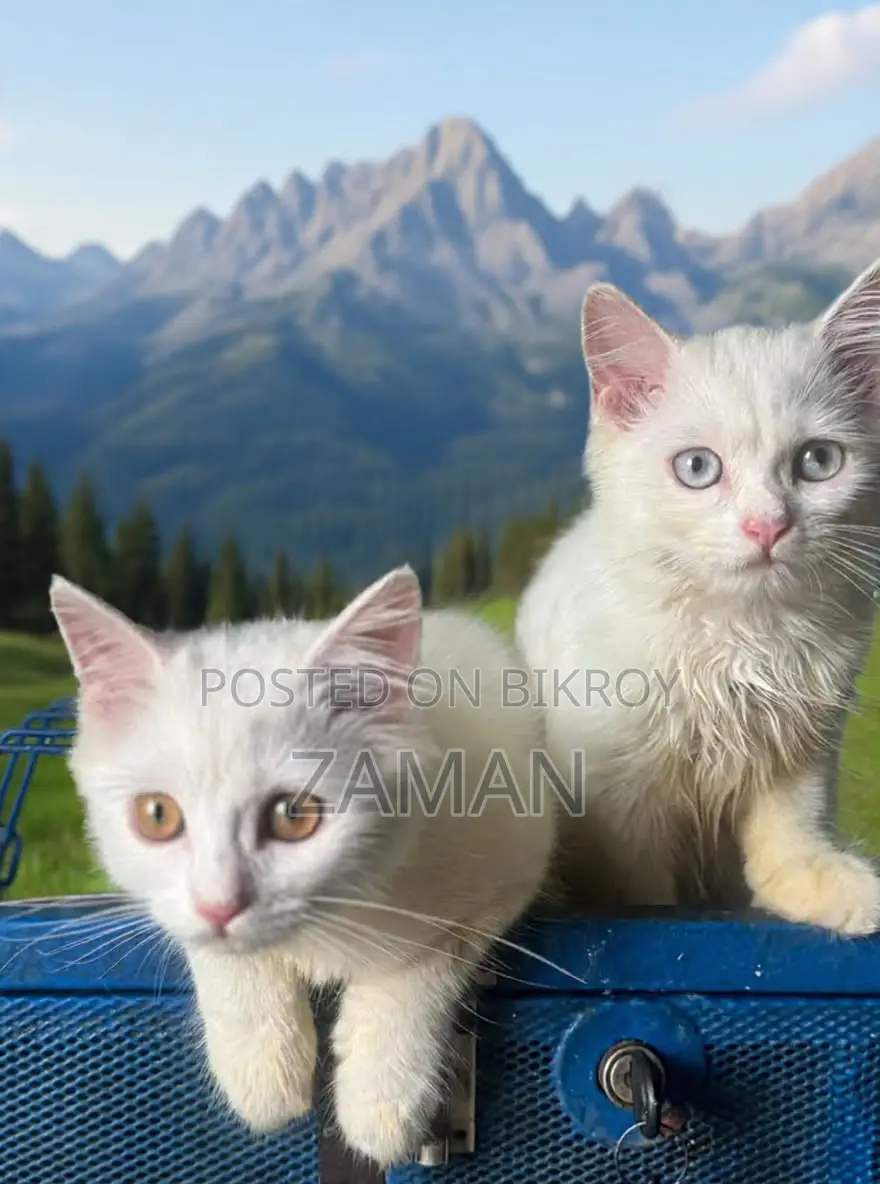 3-6 months Female Purebred Persian