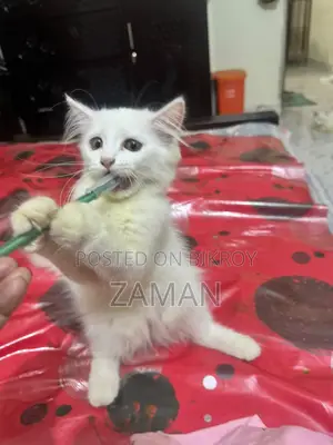 3-6 months Female Purebred Persian