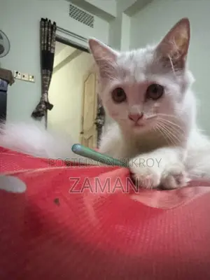 3-6 months Female Purebred Persian