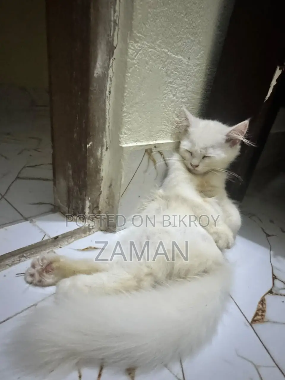 3-6 months Female Purebred Persian