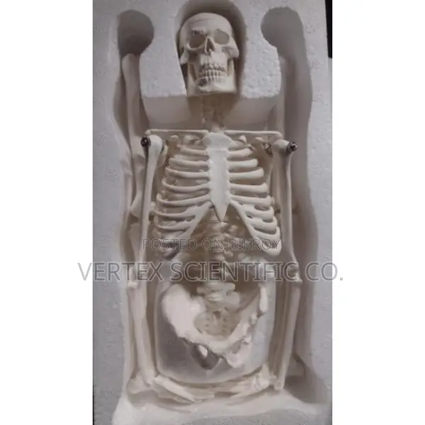 XC-103 Miniature Skeleton