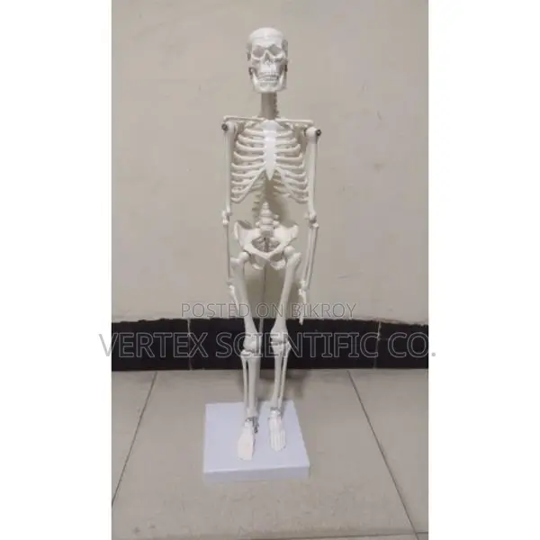 XC-103 Miniature Skeleton