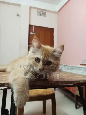 ৩-৬ মাসের ফিমেল পিউরব্রেড পার্সিয়ান