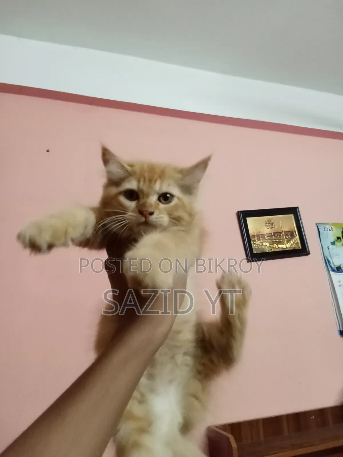 ৩-৬ মাসের ফিমেল পিউরব্রেড পার্সিয়ান