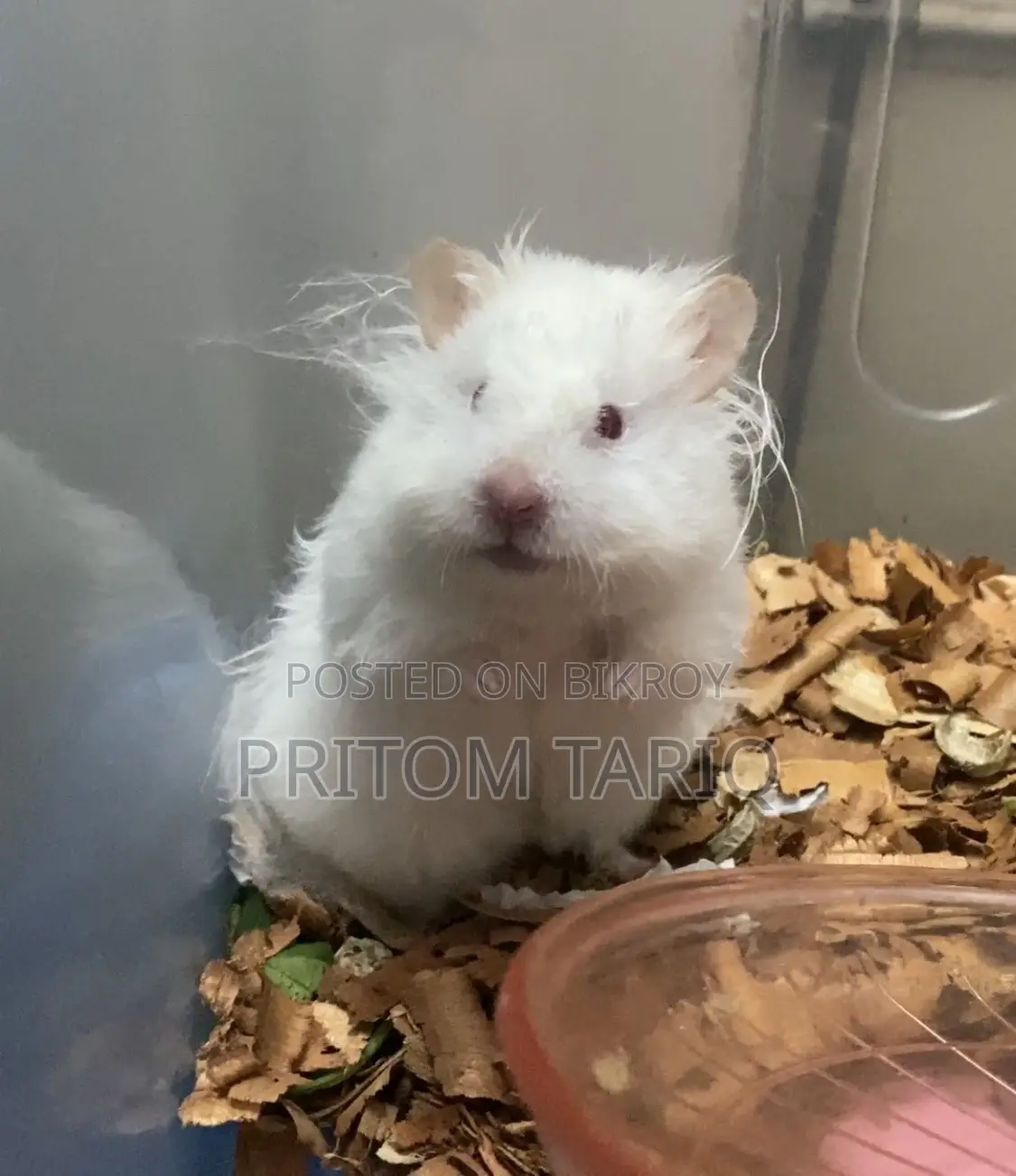 Baby Syrian Hamster Albino