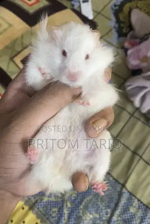 Baby Syrian Hamster Albino