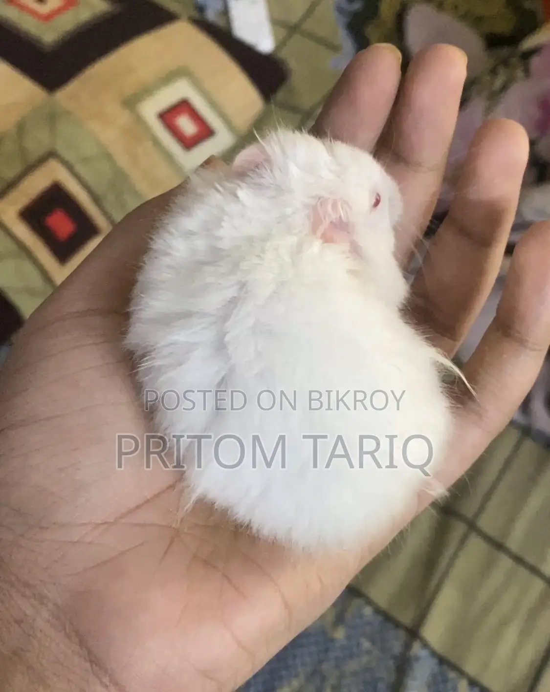 Baby Syrian Hamster Albino