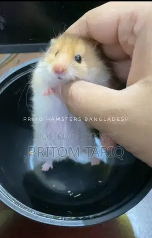 Hamster Baby Syrian Golden