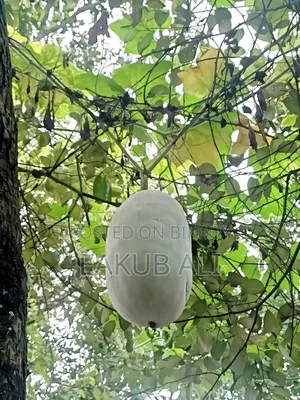 Chal Kumra