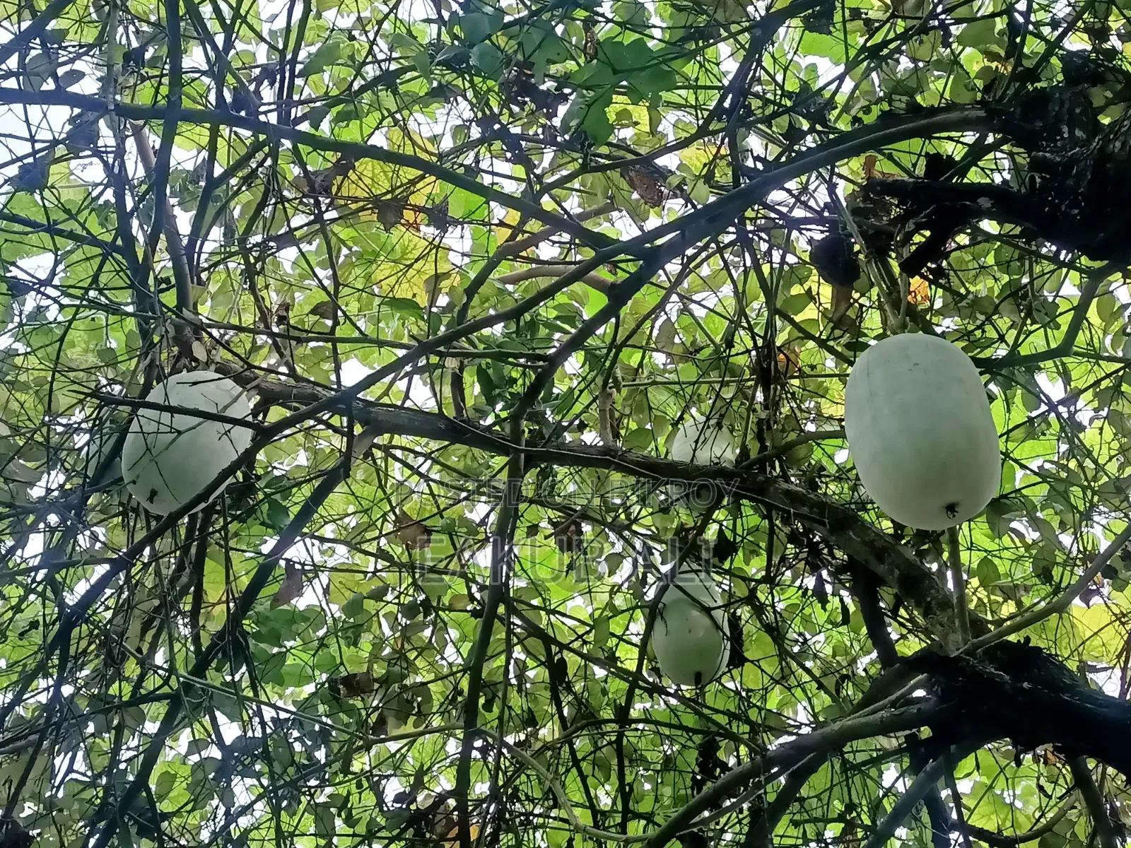 Chal Kumra