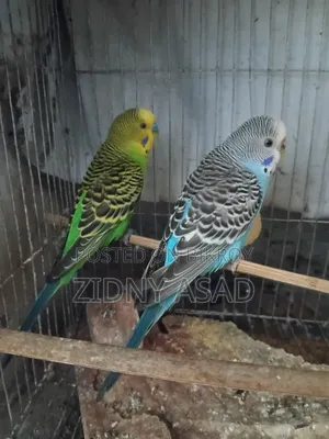 খাঁচা সহ পাখি বিক্রি।