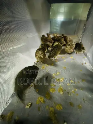 রানিং ডিম পারছে  কয়েল পাখি