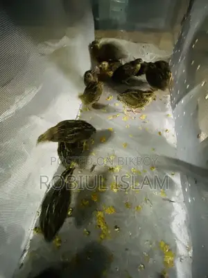 রানিং ডিম পারছে  কয়েল পাখি
