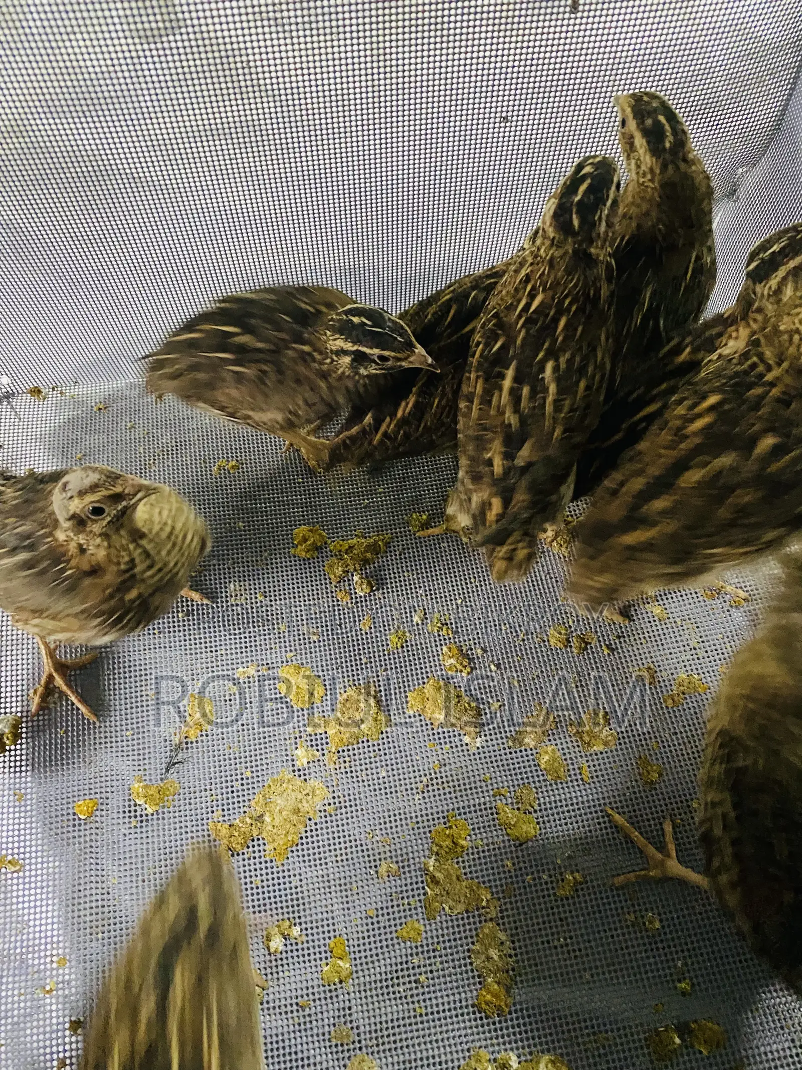 রানিং ডিম পারছে  কয়েল পাখি